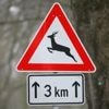 Unfälle: Autofahrer versucht Tieren auszuweichen und fährt gegen Baum