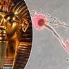 Scientists transform deadly ancient fungus into potential cancer cure