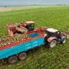 Loi Duplomb. Pourquoi la bataille autour du pesticide acétamipride se joue à l’échelle européenne