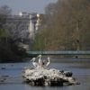 Giant lily pads and a bronze tree are among designs for Queen Elizabeth II's memorial