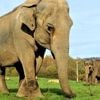 "Des douches et même des massages" : dans le Limousin, un établissement spécialisé pour les éléphants de cirque à la retraite