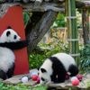 Erg schattige foto’s: pandatweeling viert eerste verjaardag in dierentuin in Berlijn