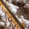 LDC met fin à son bras de fer avec L214 et s’engage pour le bien-être animal des poulets d’élevage