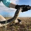 Robotkonijnen springen in de bres om invasieve pythons in de Everglades te verjagen