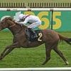 Tragedy as Royal Ascot horse Harry's Girl dies seconds into opening race of day two