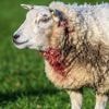 Dit jaar al bijna 500 aanvallen van wolven op vee, veel meer dan vorig jaar