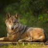 NU+ | Het afschieten van bijtende wolven kan andere wolven helpen