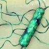 Listeria : tout savoir sur cette bactérie dangereuse
