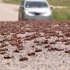 Chaos as biblical plague of cannibal crickets invades US state creating 'death trap conditions'