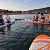 Idiotic tourists crowd round Reggie the dancing bottlenose dolphin ignoring warnings to stay away for both their safety AND his after he was hit by propeller