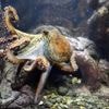 REPORTAGE. Nourrir un poulpe ? On s’est essayé au métier de soigneur dans cet aquarium en Bretagne