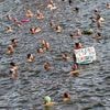 Protest gegen alten Badeverbot: Hunderte demonstrieren an der Spree - manche darin