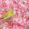 Indonésie : plus de 1 200 oiseaux d’espèces menacées saisies lors d’un transport illégal