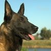 Vader reageert nadat jongetje (4) zwaar gebeten wordt door hond: “Toen het woord ‘coma’ viel... Dat voelde als een nieuwe mokerslag”