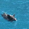 Moment two panicking influencers scramble to get out of the water off Greek island after being chased by a wild boar as local shouts 'it's not safe in there'