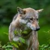 Ontgroening van corpsstudenten in Utrechts bosgebied afgelast vanwege wolf