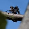 "Un résultat effarant, mais pas étonnant" : l’effondrement du nombre d'insectes se confirme grâce à une étude participative britannique