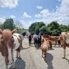 Au centre équestre des Douets-Fleuris, à Cancale, le cheval reste au cœur de tous les projets