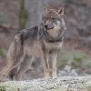 Nederlander vindt dat ‘probleemwolf’ mag worden doodgeschoten