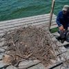 Osprey came back from the brink once. Now chicks are dying in nests, and some blame overfishing