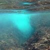 "C'est comme un feu sous-marin" : avec une eau à 26 degrés, la canicule marine fait des dégâts pour la faune et la flore