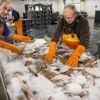 Waarom alleen zalm op de kaart? ‘We zijn de lekkernijen van dichtbij vergeten’
