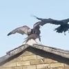 Moment dive-bombing buzzard that has terrorised village tries to get into house before being attacked by magpies and crows