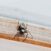 Spin met ‘tandkaken’ gespot in Nederland: waarom zijn we toch zo bang voor deze beestjes?