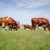 Farmer 'raped wife, underage daughter and a cow... and made his partner watch other acts of bestiality with calves'