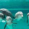 World Animal Protection klaagt ticketverkoop TUI voor dolfinaria aan