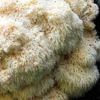 Les boissons à base de champignons envahissent les rayons, mais est-ce vraiment bon pour la santé ?
