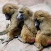 Paviane erschossen: Nürnberger Tiergarten will an Tötungen festhalten