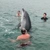 Reggie the dancing bottlenose dolphin could kill someone, warn marine experts
