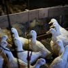 Long Island's last duck farm is quacking again after losing its entire flock to the bird flu