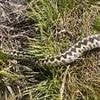 Urgent warning issued as clip shows moment massive venomous snake is spotted on popular walking track in the UK