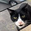 Social media users are baffled by a video of a cat with a 'British accent' - as one viewer claims it's 'definitely a Scouser'