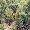 Shocking video claims to capture Bigfoot lurking in Colorado woods