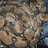 Elle découvre un python devant sa porte en sortant de chez elle