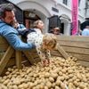 Waste Warriors ‘redt’ 5 ton (!) aardappelen in Antwerpen: “Absurd dat ‘lelijke’ groenten worden weggegooid”