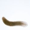 Platworm kan als proefdier bij ontwikkeling psychofarmaca alternatief zijn voor rat