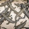 Tiere fraßen sich gegenseitig: Israel lässt 200 Krokodile im Westjordanland töten