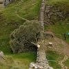 Jury begins deliberating in UK trial of men accused of felling Sycamore Gap tree
