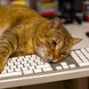 Mais pourquoi votre chat vient-il toujours sur votre ordinateur quand vous télétravaillez ?