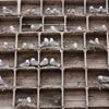 Arctic birders combat impact of climate change and avian flu on delicate ecosystem