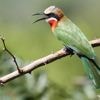 Groene bijeneter voor tweede keer ooit gespot in België