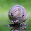 Water voles are almost extinct - could glitter save them?