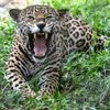 De natuurbescherming in Costa Rica dreigt aan haar eigen succes ten onder te gaan