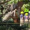 Tree that killed child was propped up for decades