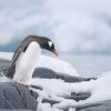 Et si les fientes de manchots atténuaient les effets du réchauffement climatique au Pôle sud ?