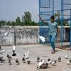 Pourquoi des pigeons se retrouvent-ils au cœur du conflit entre l’Inde et le Pakistan ?